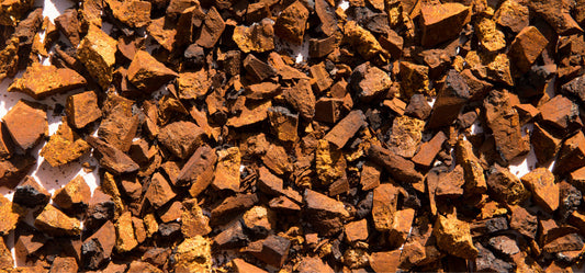 Chaga fuente más ricas en antioxidantes Unruled