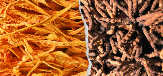Cordyceps sinensis vs. Cordyceps militaris Unruled