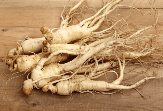 Ginseng Panax