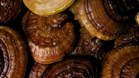 Reishi funciona