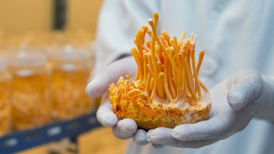 El punch de energía que da el cordyceps no es magia